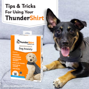 Tips and Tricks Banner, dog sitting next to ThunderShirt box